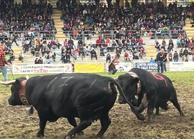 Batailles de Reines, domenica a Cervinia 95 bovine per un posto in finale