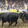 Batailles de Reines, confermata ripartenza domenica 21 settembre a Brissogne