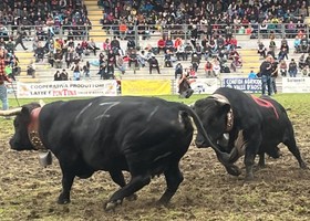 Batailles de Reines; la primavera valdostana si accende, al via il 69ème Concours régional