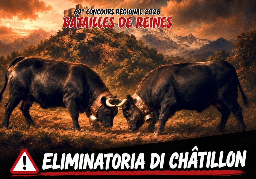 Batailles de Reines, record di 295 bovine iscritte all’eliminatoria di Châtillon-Pontey Batailles de Reines, record di 295 bovine iscritte all’eliminatoria di Châtillon-Pontey