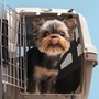 Animali a bordo; una rivoluzione nei cieli, ma con limiti