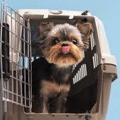 Animali a bordo; una rivoluzione nei cieli, ma con limiti