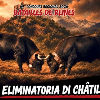 Batailles de Reines, record di 295 bovine iscritte all’eliminatoria di Châtillon-Pontey
