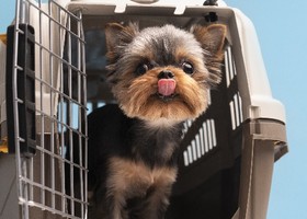 L’Europa cambia rotta; stop alla vendita di cani e gatti nei negozi e obbligo di microchip per tutti
