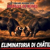 Batailles de Reines, record di 295 bovine iscritte all’eliminatoria di Châtillon-Pontey Batailles de Reines, record di 295 bovine iscritte all’eliminatoria di Châtillon-Pontey