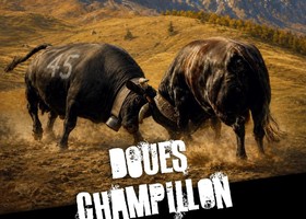Batailles de Reines, domenica a Champillon 63 bovine in gara Batailles de Reines, domenica a Champillon 63 bovine in gara