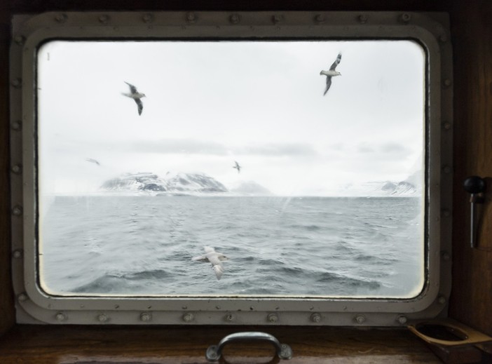 Fulmari fotografati dalla finestra della M/S Mälmo, Tempelfjorden