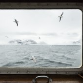 Fulmari fotografati dalla finestra della M/S Mälmo, Tempelfjorden