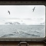 Fulmari fotografati dalla finestra della M/S Mälmo, Tempelfjorden