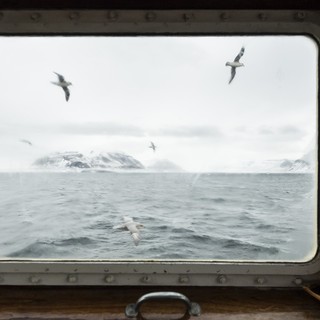 Fulmari fotografati dalla finestra della M/S Mälmo, Tempelfjorden