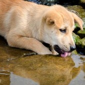 La Giardia negli animali: errori da evitare