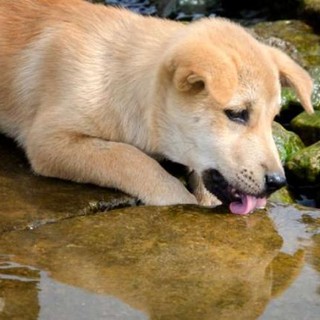 La Giardia negli animali: errori da evitare