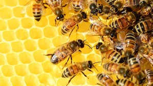 Gli appuntamenti dall’11 al 17 maggio