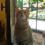 Il segreto della longevità felina; perché i gatti vivono più a lungo dei cani?
