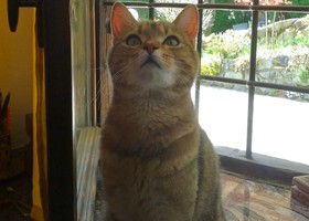 Oggi è la Giornata mondiale del gatto