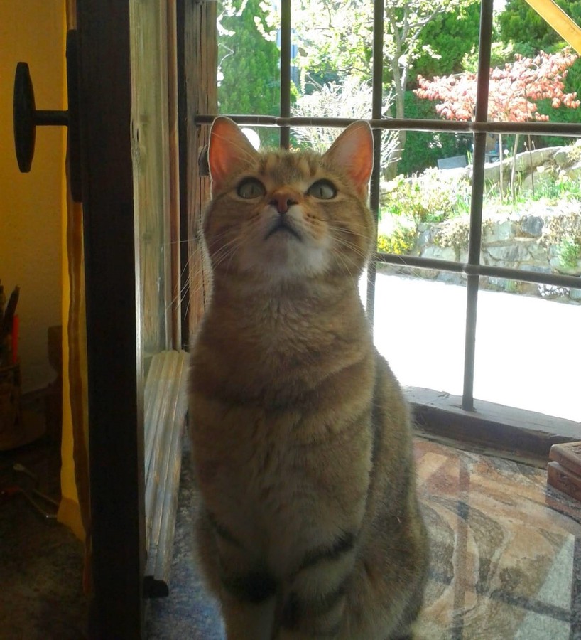 Tra silenzi e fusa oggi è la Giornata Internazionale del Gatto Tra silenzi e fusa oggi è la Giornata Internazionale del Gatto