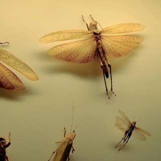 © Alice Jankovic, Green Paradox