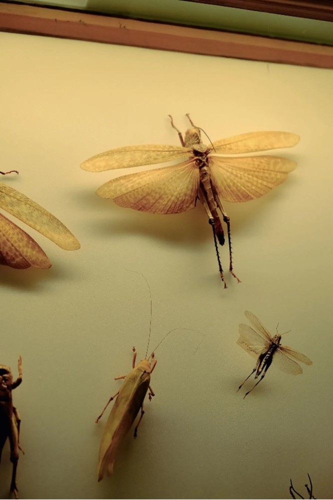 © Alice Jankovic, Green Paradox