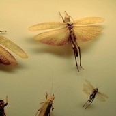 © Alice Jankovic, Green Paradox