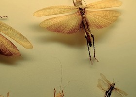 © Alice Jankovic, Green Paradox