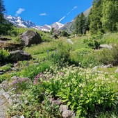 Uno scorcio di Paradisia (photo credit qui e nel testo, Andrea Mainetti)
