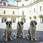 @Doggodaiily/Archivi Forte di Bard @Doggodaiily/Archivi Forte di Bard