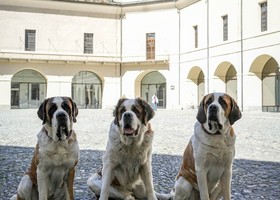 @Doggodaiily/Archivi Forte di Bard