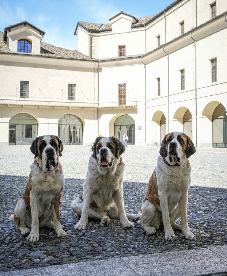 @Doggodaiily/Archivi Forte di Bard @Doggodaiily/Archivi Forte di Bard