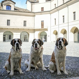 @Doggodaiily/Archivi Forte di Bard