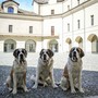 @Doggodaiily/Archivi Forte di Bard @Doggodaiily/Archivi Forte di Bard