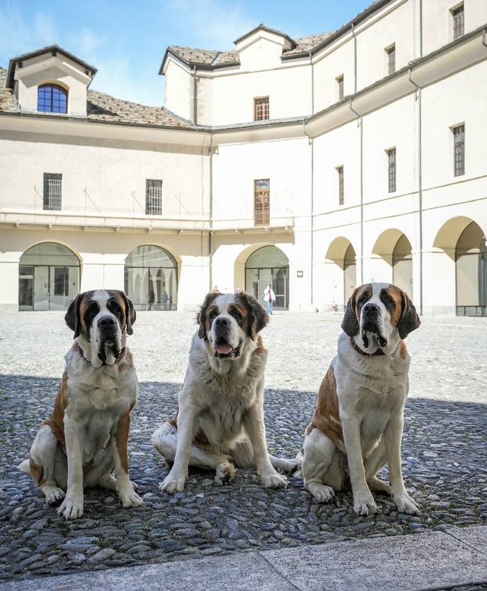 @Doggodaiily/Archivi Forte di Bard