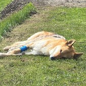 Giallo nei boschi sopra Gignod; chi ha sparato al cane Tomo?