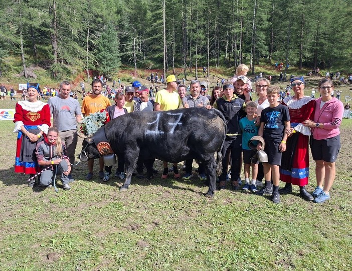 Batailles de Reines, a Cervinia Tiky domina su 84 bovine in gara Batailles de Reines, a Cervinia Tiky domina su 84 bovine in gara