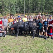 Batailles de Reines, a Cervinia Tiky domina su 84 bovine in gara Batailles de Reines, a Cervinia Tiky domina su 84 bovine in gara