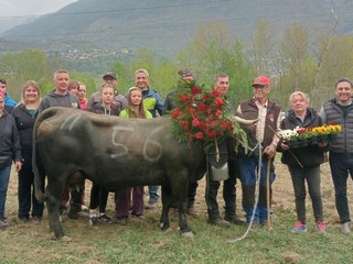 Tigre regina di Seconda categoria