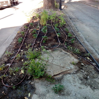 Lettera aperta al sindaco di Aosta, 'per il verde serve cura'