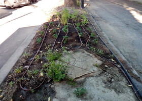 Lettera aperta al sindaco di Aosta, 'per il verde serve cura' Lettera aperta al sindaco di Aosta, 'per il verde serve cura'