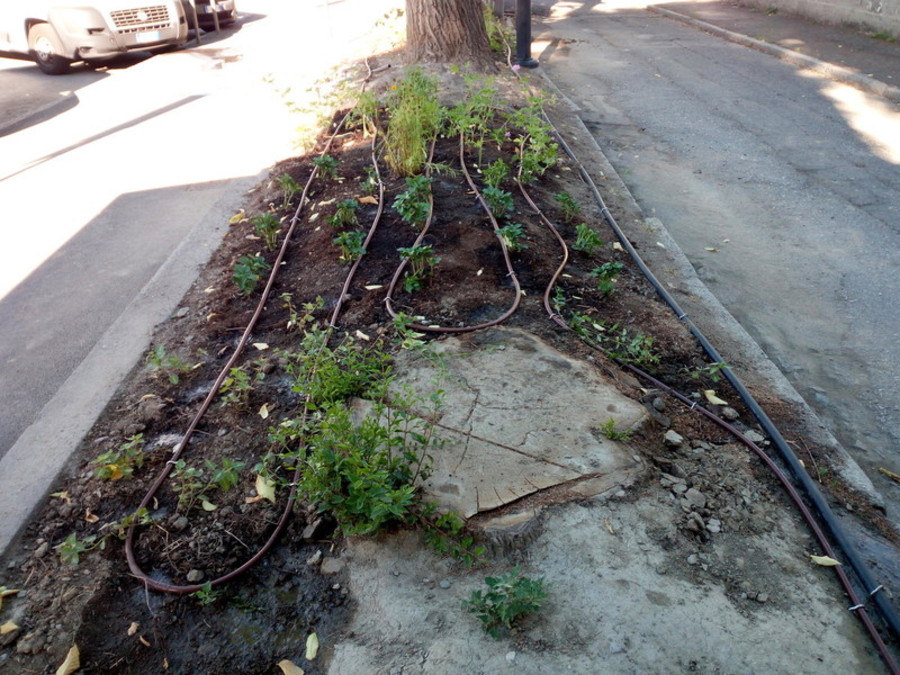 Lettera aperta al sindaco di Aosta, 'per il verde serve cura' Lettera aperta al sindaco di Aosta, 'per il verde serve cura'