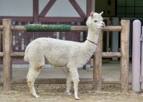 Un esemplare di alpaca