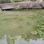 Così l'acqua dei laghetti questo pomeriggio (cliccare sull'immagine per avviare la gallery)