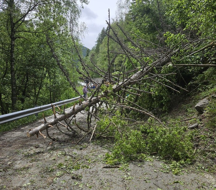 Valgrisenche, caduti alberi sulla strada regionale