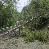 Valgrisenche, caduti alberi sulla strada regionale