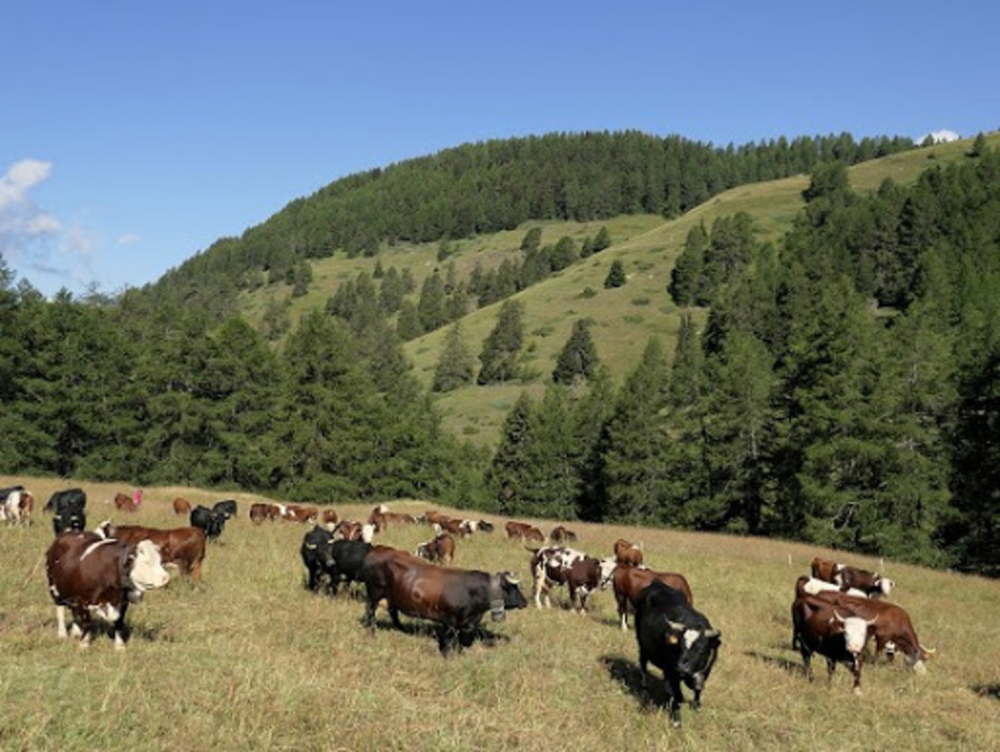 L'Arev annulla Alpages Ouverts 2025, 'troppi rischi per la salute del bestiame