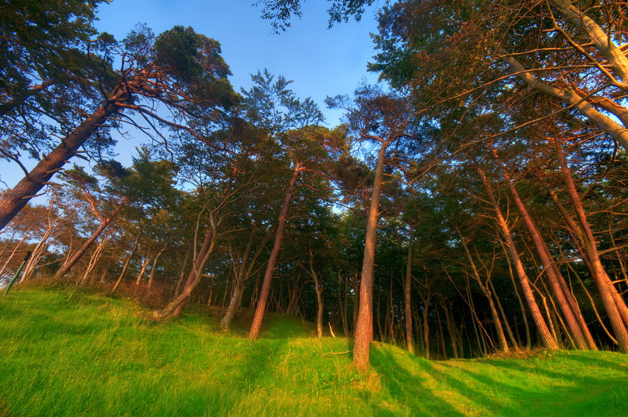 Il respiro della foresta; gli alberi  sentono l’eclissi e danzano con il Sole