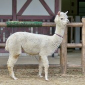 Un esemplare di alpaca