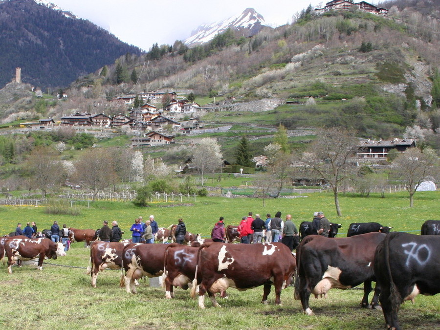 Pac, in Valle in arrivo anticipi per 3,2 milioni di euro a sostegno delle aziende agricole