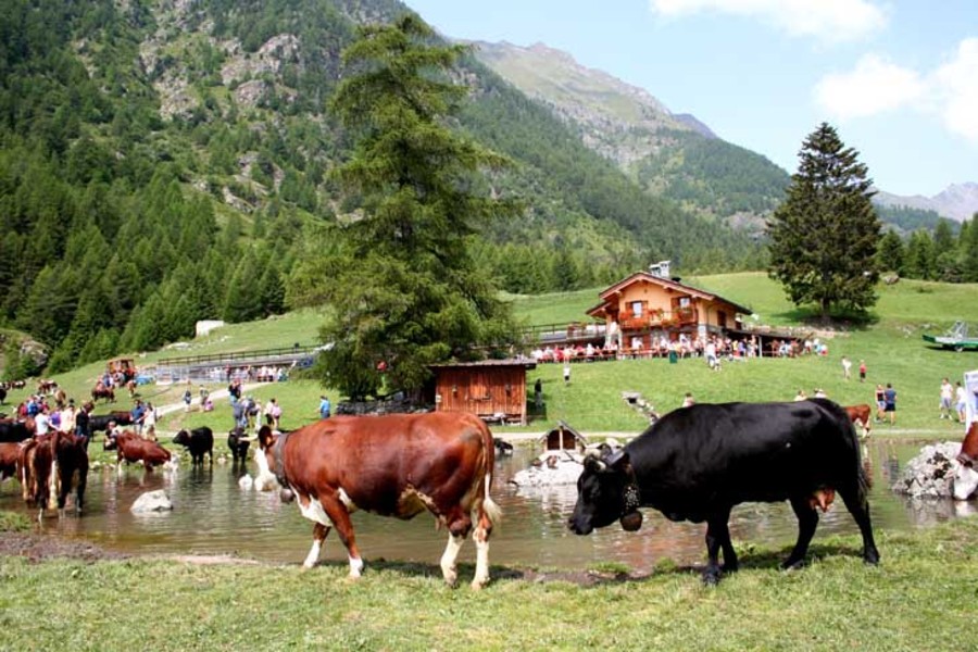 Approvato sistema di competenze e formazione per le attività agricole