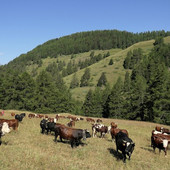 Siccità, alpeggi valdostani a rischio