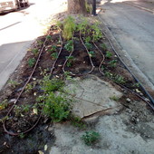 Lettera aperta al sindaco di Aosta, 'per il verde serve cura' Lettera aperta al sindaco di Aosta, 'per il verde serve cura'