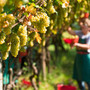 Bando da 1,2 milioni di euro per i contributi agli investimenti nelle aziende agricole